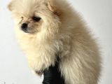 3 Aylık Yavru Pomeranian Boo Erkek