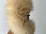 3 Aylık Yavru Pomeranian Boo Erkek