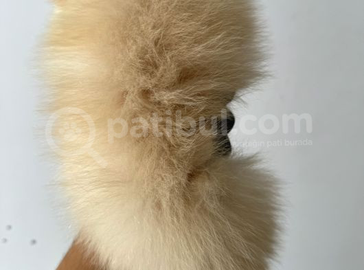 3 Aylık Yavru Pomeranian Boo Erkek görsel