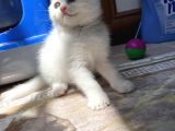 Safkan Irk  Beyaz Ve Silver British Longhair