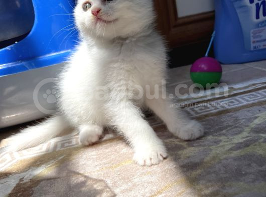 Safkan Irk  Beyaz Ve Silver British Longhair görsel