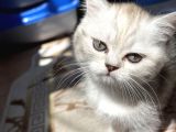 Safkan Irk  Beyaz Ve Silver British Longhair
