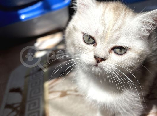 Safkan Irk  Beyaz Ve Silver British Longhair görsel