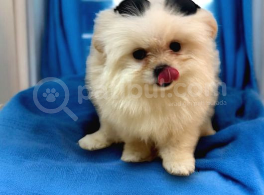 3 Aylık Yavru Pomeranian Boo Erkek görsel