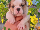 Üst  Düzey  İngi̇li̇z  Buldog Yavrular
