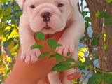 Üst  Düzey  İngi̇li̇z  Buldog Yavrular