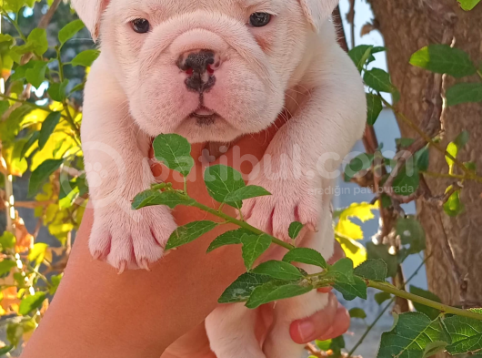 Üst  Düzey  İngi̇li̇z  Buldog Yavrular görsel
