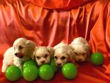 Minik Maltipoo Bebeklerimiz
