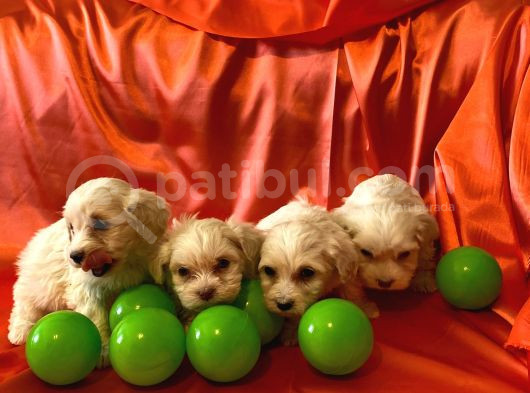 Minik Maltipoo Bebeklerimiz görsel