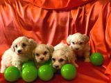 Minik Maltipoo Bebeklerimiz