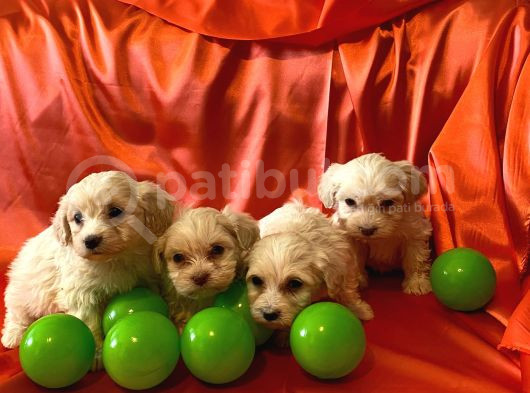Minik Maltipoo Bebeklerimiz görsel