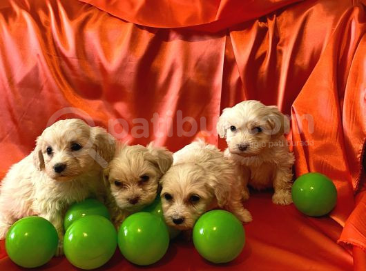 Minik Maltipoo Bebeklerimiz