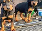 King Doberman bebekler