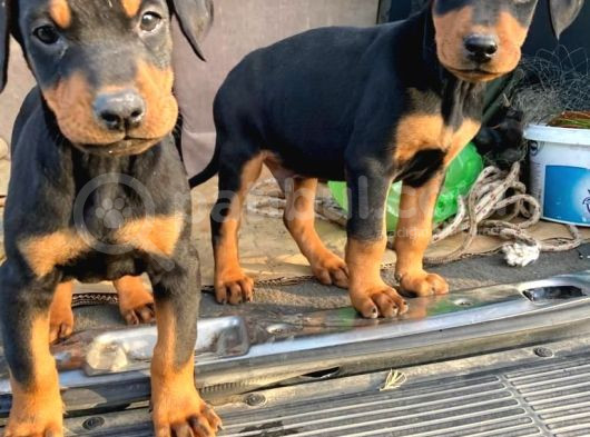 King Doberman Bebekler