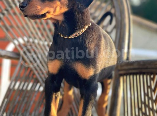 King Doberman Bebekler görsel