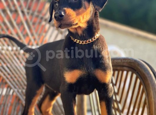King Doberman Bebekler görsel