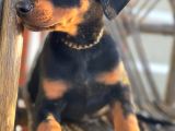 King Doberman Bebekler