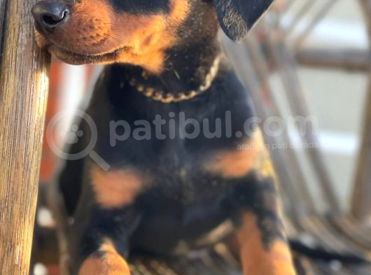 King Doberman Bebekler görsel