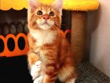 Kedi kılığına girmiş vaşak leo