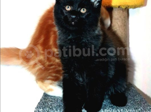 Kedi Kılığına Girmiş Vaşak Leo görsel