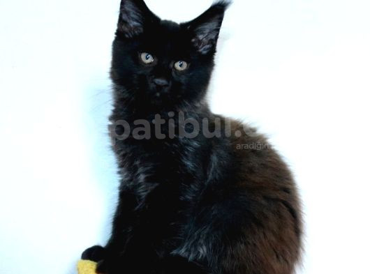 Kedi Kılığına Girmiş Vaşak Leo görsel