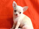 Minik chihuahua yavrular