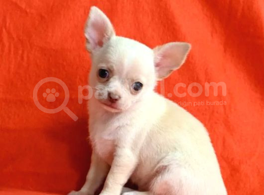 Minik Chihuahua Yavrular