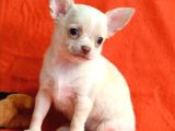 Minik Chihuahua Yavrular