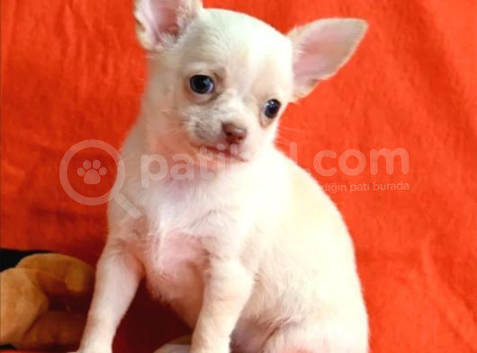 Minik Chihuahua Yavrular görsel