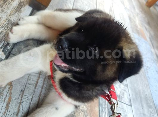 2 Aylık Amerikan Akita Fci Kif Şecereli Dişi Yavru görsel