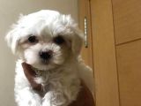 Teacup Maltese Terrier Bebekler