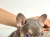 Özel Renk Ve Dna  French Bulldoglar