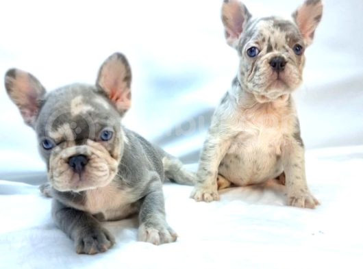 Özel Renk Ve Dna  French Bulldoglar görsel