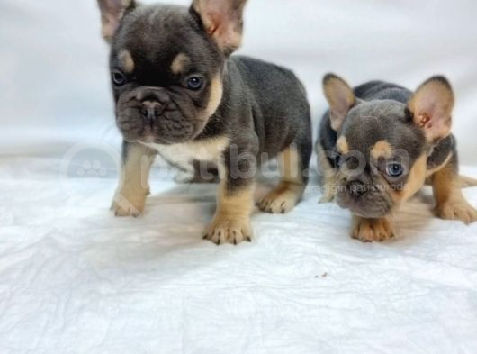 Özel Renk Ve Dna  French Bulldoglar görsel