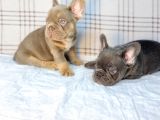 Özel Renk Ve Dna  French Bulldoglar