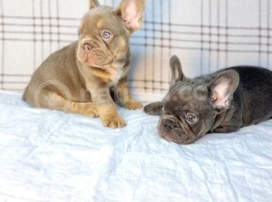 Özel Renk Ve Dna  French Bulldoglar görsel
