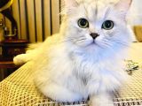 18 AYLIK BRITISH LONGHAIR KIZIMIZA YUVA ARIYORUZ