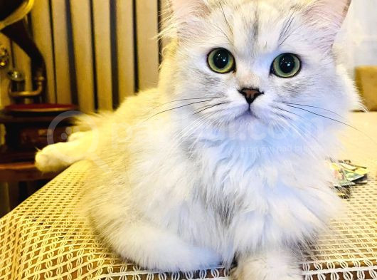 18 Aylik British Longhair Kizimiza Yuva Ariyoruz