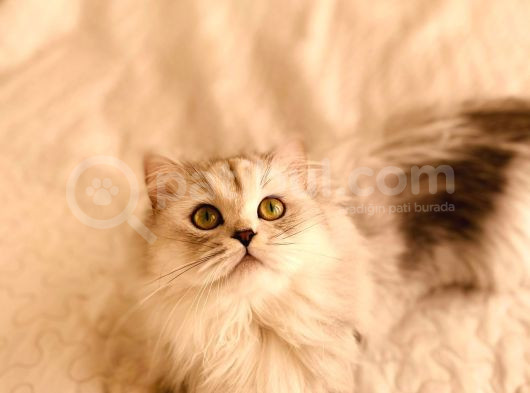18 Aylik British Longhair Kizimiza Yuva Ariyoruz görsel