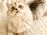 18 Aylik British Longhair Kizimiza Yuva Ariyoruz