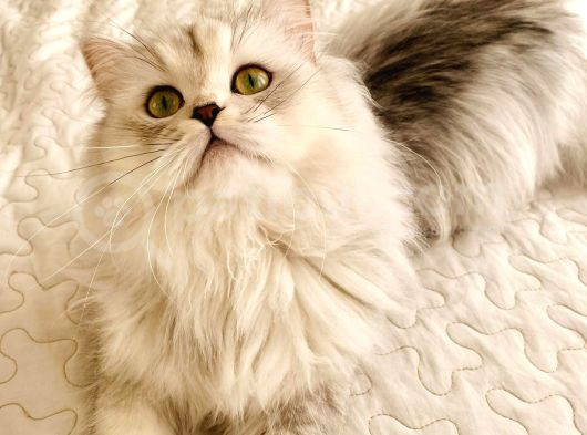 18 Aylik British Longhair Kizimiza Yuva Ariyoruz görsel