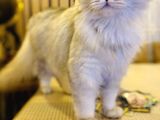 18 Aylik British Longhair Kizimiza Yuva Ariyoruz