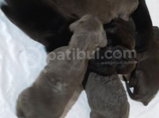 Eğitimli Anne Ve Baba Yavruları 10 Bin Tl  Istanbuldan  görsel