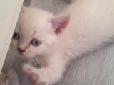 British Shorthair Bebekler