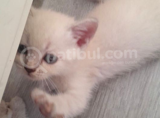 British Shorthair Bebekler görsel