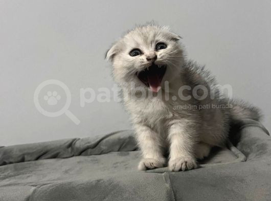Scotish Fold Yavru Kedi görsel