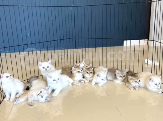 Renk Renk Gerçek British Shorthair Yavrulari Güveni̇n Adresi̇