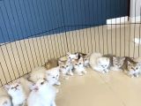 Renk Renk Gerçek British Shorthair Yavrulari Güveni̇n Adresi̇