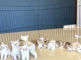 Renk Renk Gerçek British Shorthair Yavrulari Güveni̇n Adresi̇