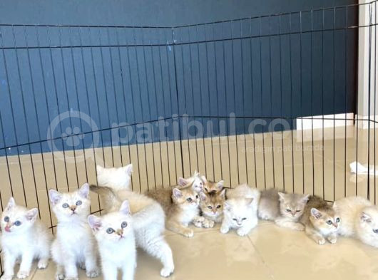 Renk Renk Gerçek British Shorthair Yavrulari Güveni̇n Adresi̇ görsel